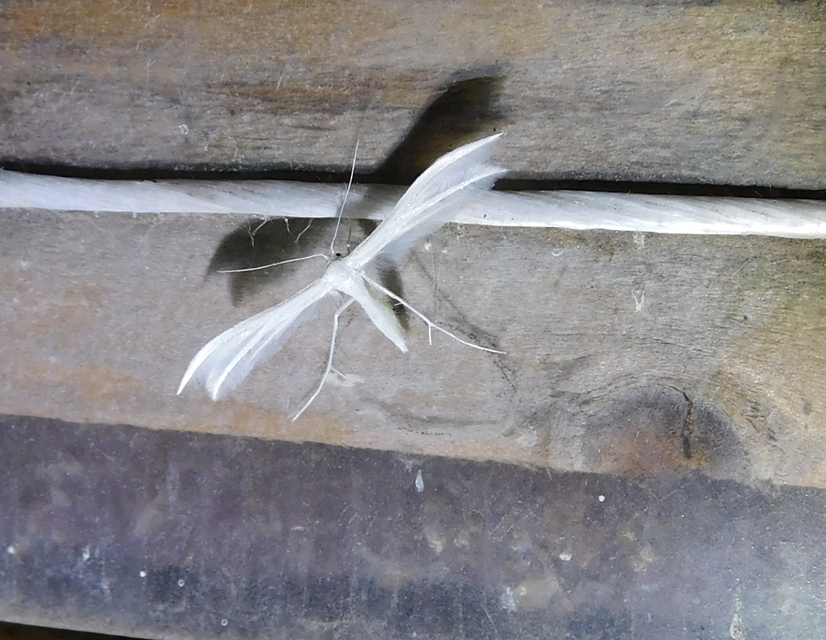 Pterophorus pentadactyla - fehér tollasmoly