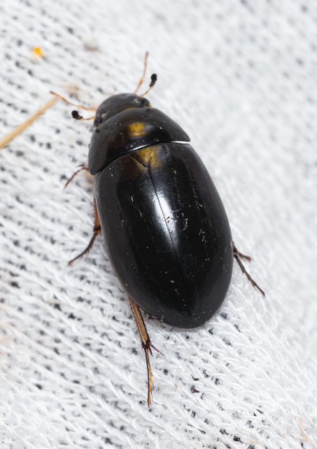 Hydrochara flavipes - sárgalábú csibor
