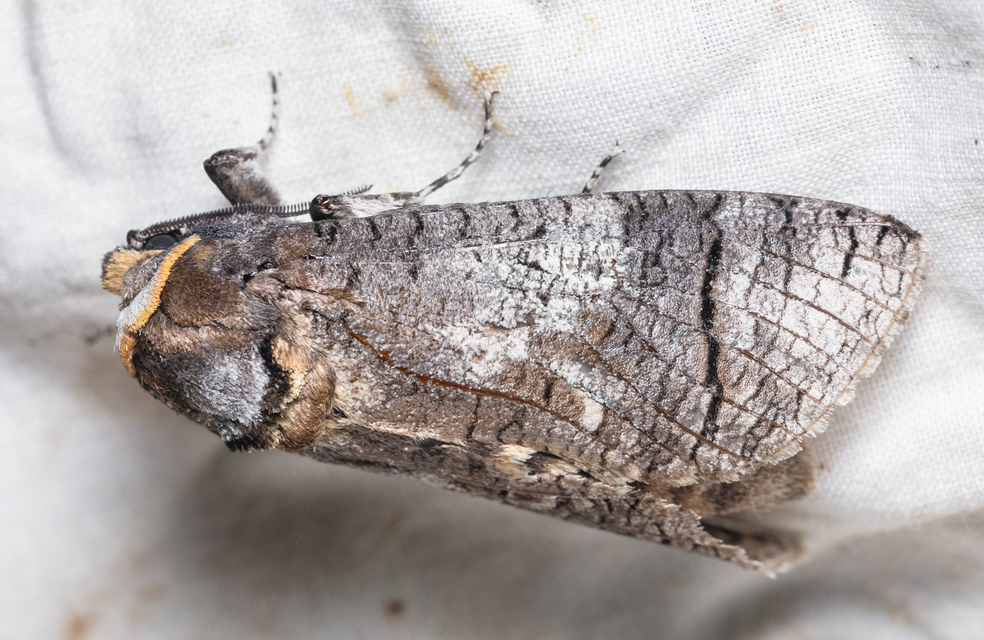Cossus cossus - fűzfarontólepke