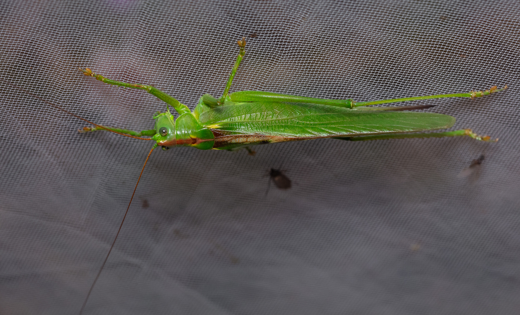 Tettigonia viridissima - zöld lombszöcske