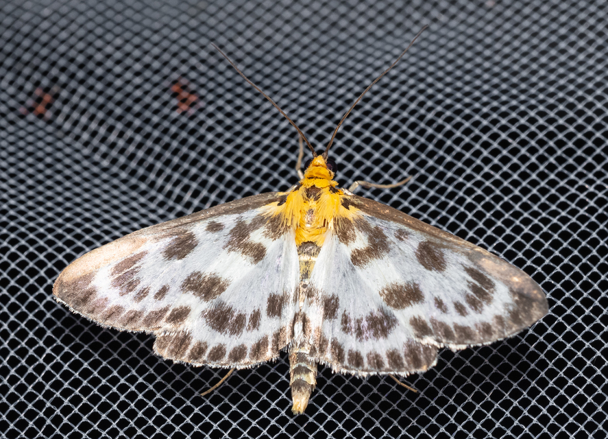 Anania hortulata - tarka csalánmoly