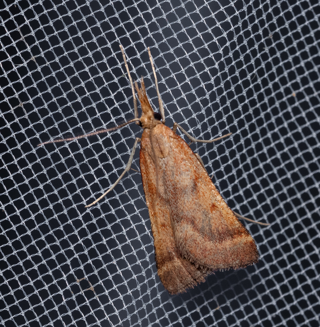 Synaphe punctalis - hosszúlábú fényilonca