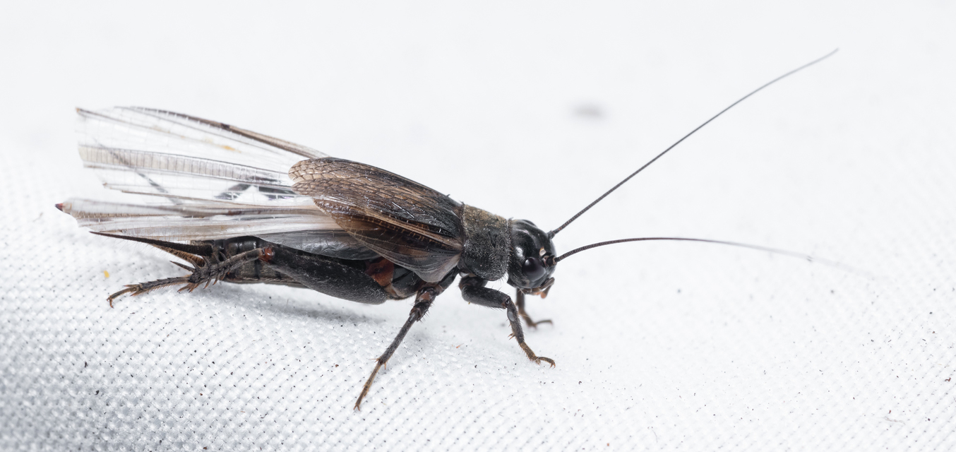 Eumodicogryllus bordigalensis - bordói tücsök