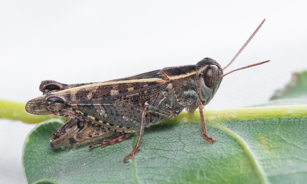 Calliptamus italicus - olaszsáska