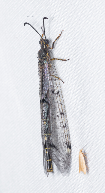 Distoleon tetragrammicus - négyfoltos hangyaleső