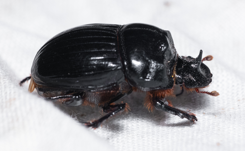Copris lunaris - közönséges holdszarvú-ganéjtúró