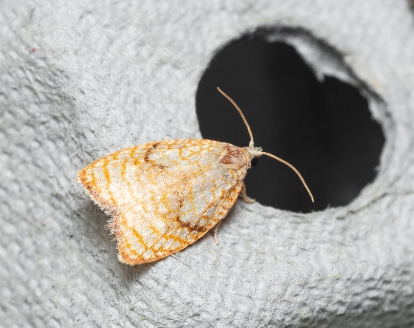 Acleris forsskaleana - juharos levélmoly