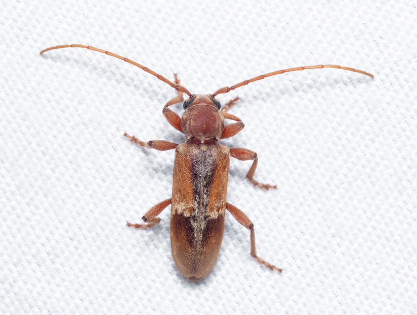 Trichoferus pallidus - sápadt éjicincér