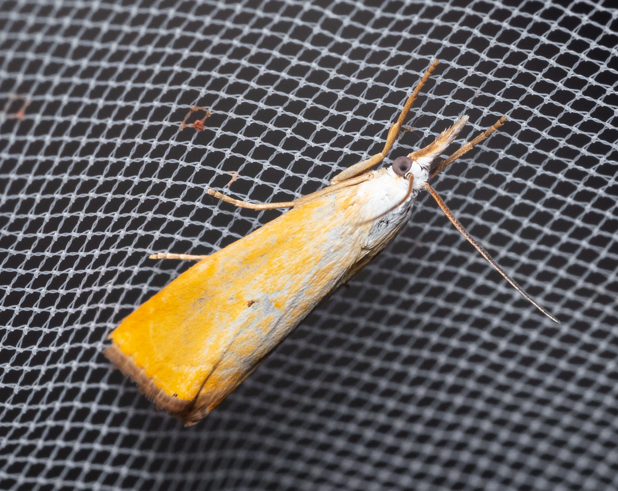 Xanthocrambus saxonellus - sárga fűgyökérmoly