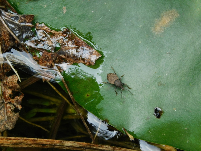 Otiorhynchus raucus - molyhos gyalogormányos