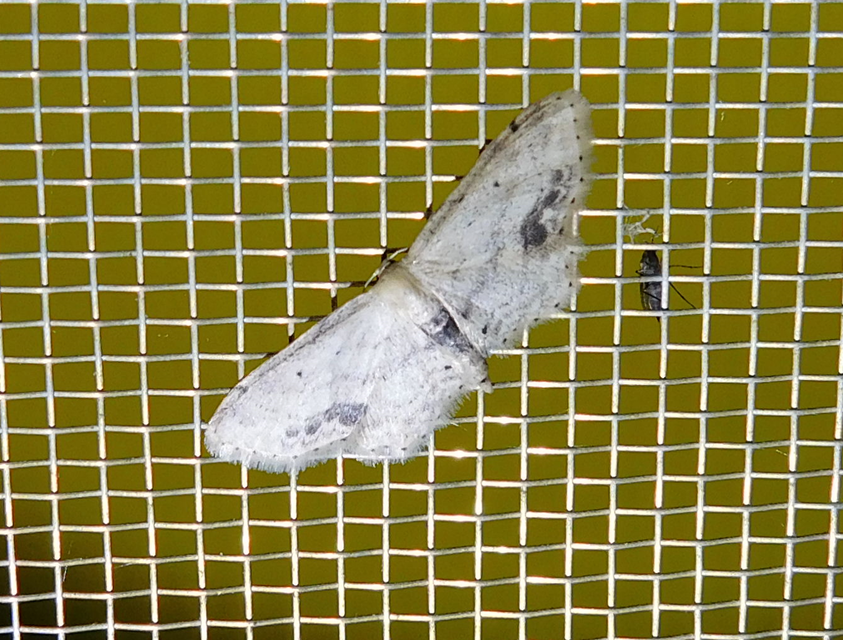 Idaea dimidiata - gyakori apróaraszoló