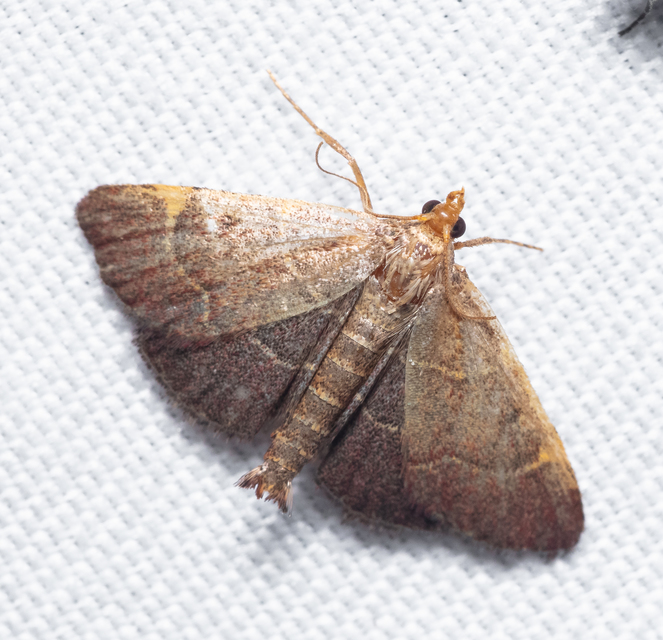 Pyralis perversalis - pusztai fényilonca