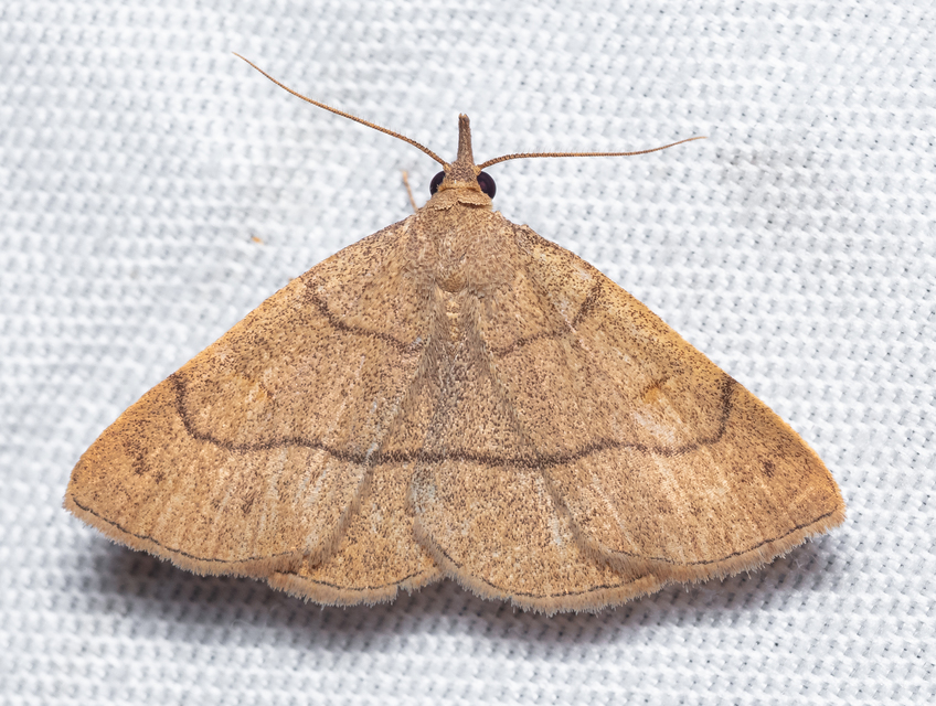 Paracolax tristalis - sárgás karcsúbagoly