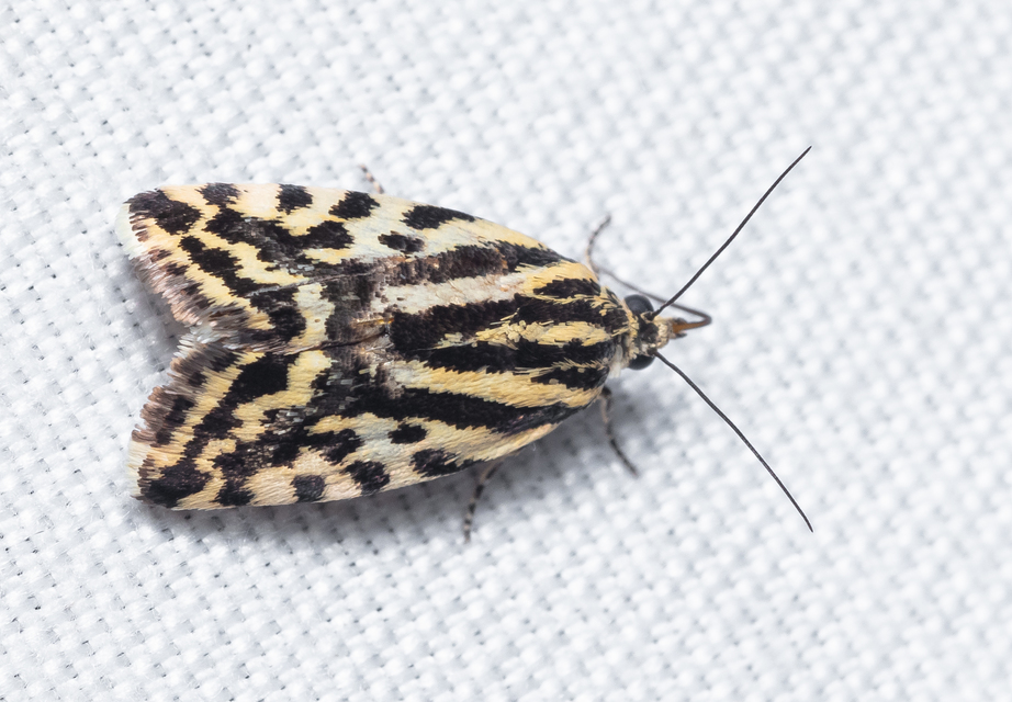 Emmelia trabealis - zebrabagoly