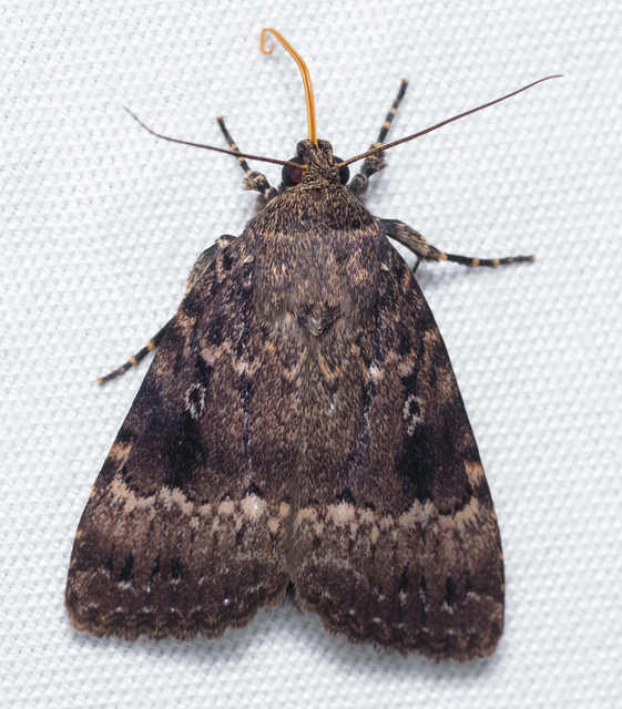 Amphipyra berbera/pyramidea