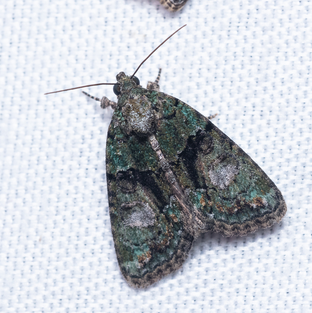 Cryphia algae - sárgászöld zuzmóbagoly