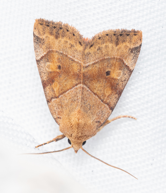 Cosmia trapezina - közönséges lombbagoly