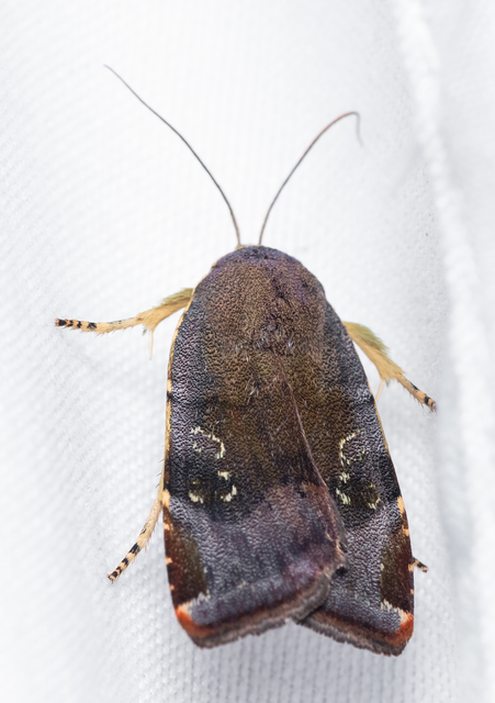 Noctua janthe/janthina