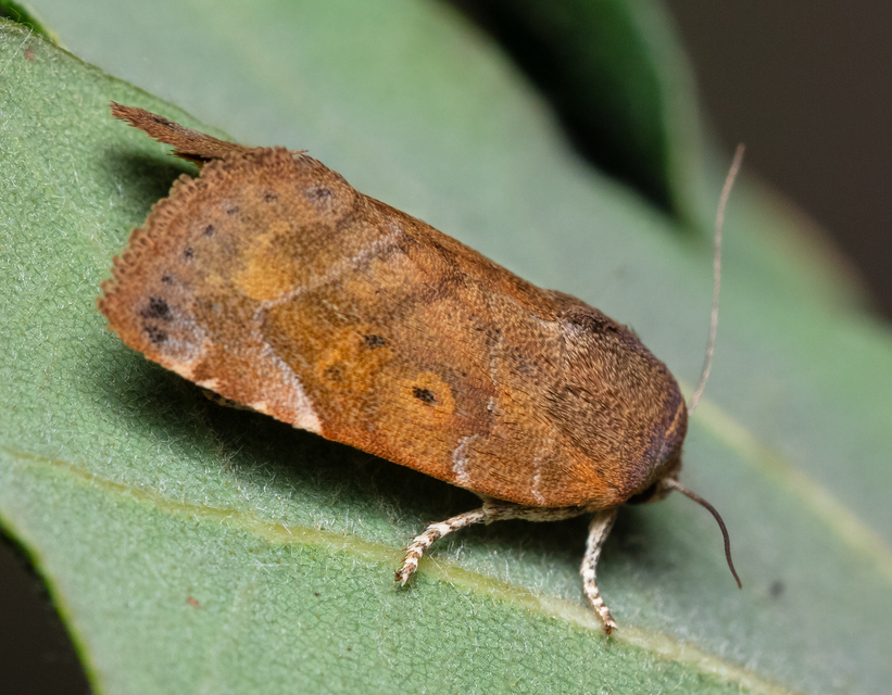 Cosmia affinis - barna lombbagoly