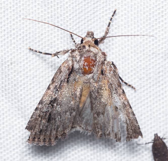 Dichagyris signifera - pompás földibagoly