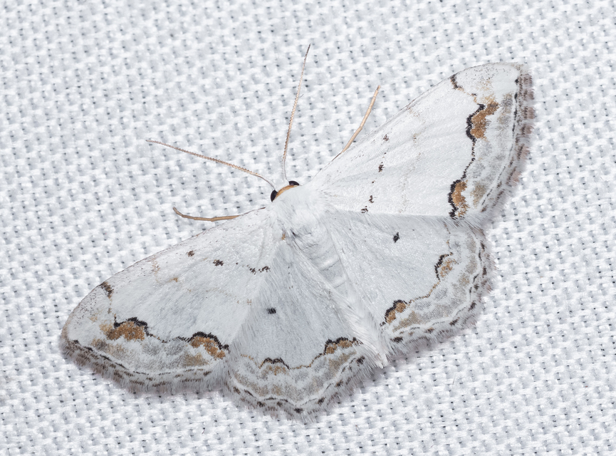Scopula ornata - díszes fehéraraszoló