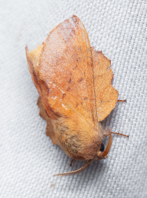 Phyllodesma tremulifolia - nyárlevélpohók