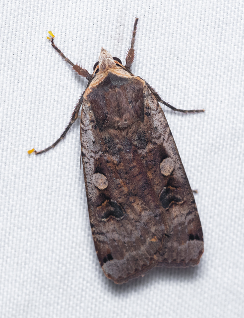 Noctua pronuba - nagy sárgafűbagoly