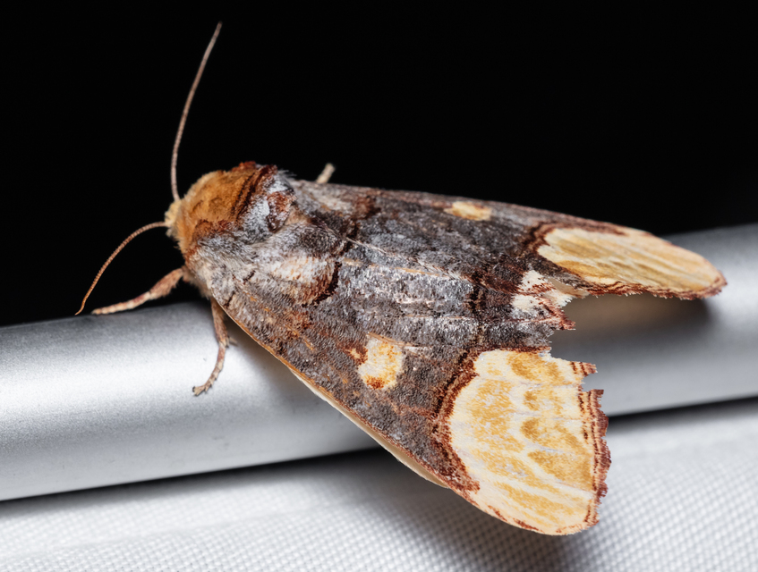 Phalera bucephaloides - magyar púposszövő