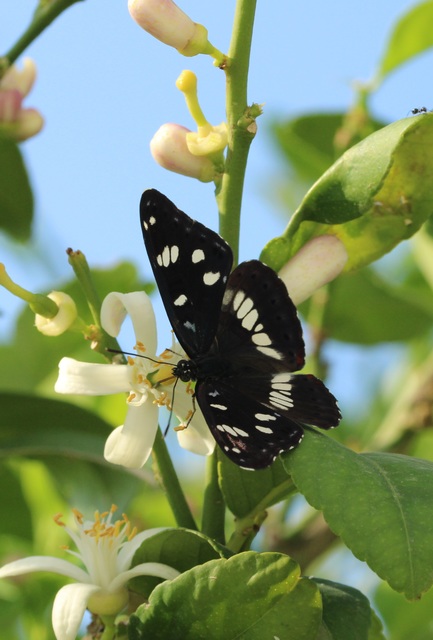 Limenitis reducta - kék lonclepke