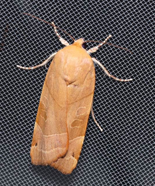 Noctua fimbriata - szélessávú sárgafűbagoly