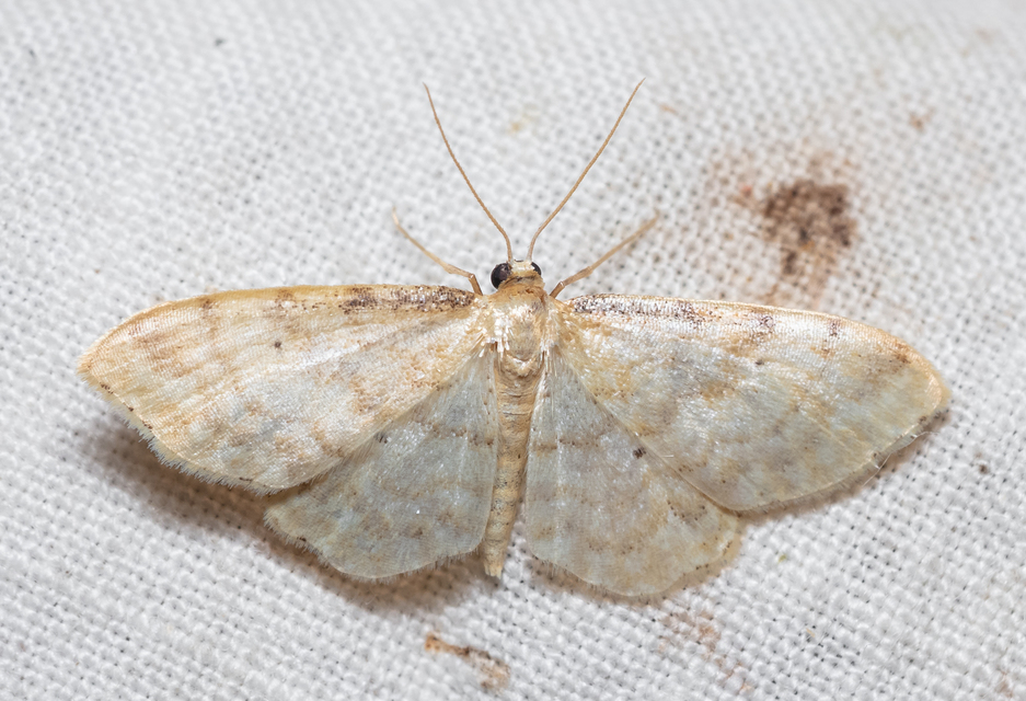 Idaea fuscovenosa - szürkeszélű apróaraszoló