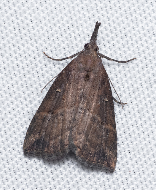 Hypena rostralis - közönséges karcsúbagoly