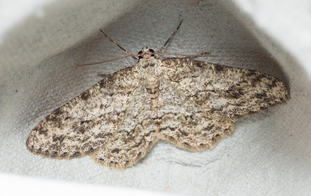 Ectropis crepuscularia - avararaszoló