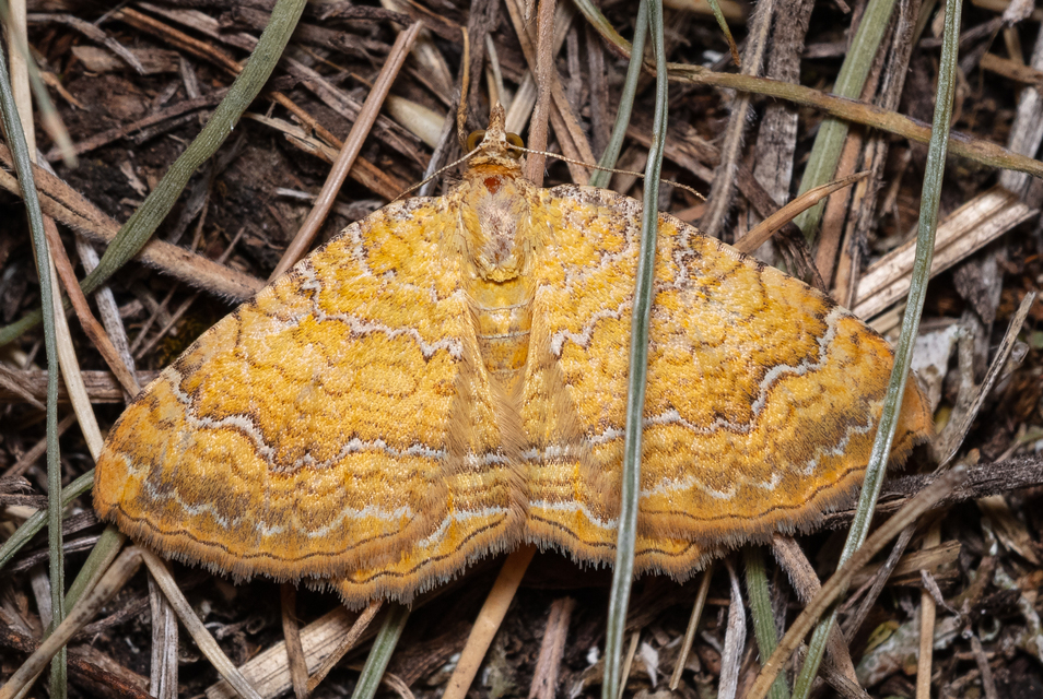 Camptogramma bilineata - kétvonalas sávosaraszoló
