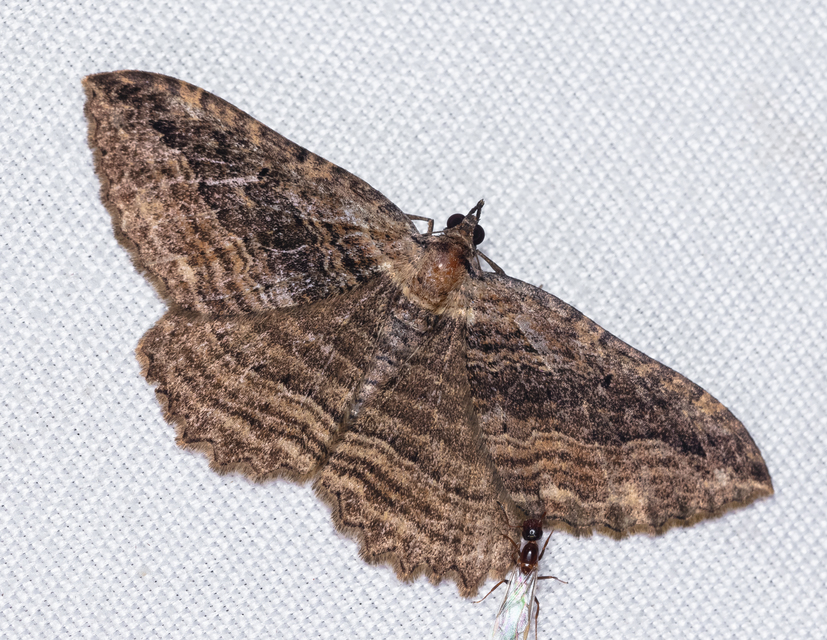 Philereme transversata - varjútövis-araszoló