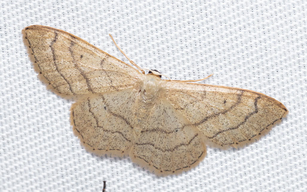 Idaea aversata - nagy sávosaraszoló