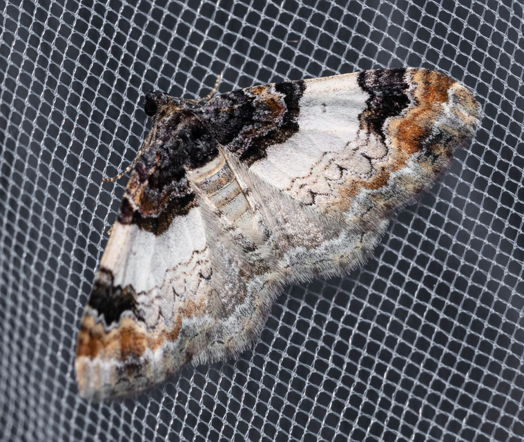 Catarhoe cuculata - csuklyás tarkaaraszoló