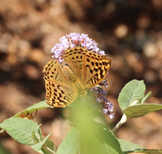 Argynnis pandora - zöldes gyöngyházlepke