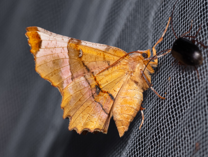 Selenia lunularia - egyfoltos holdasaraszoló