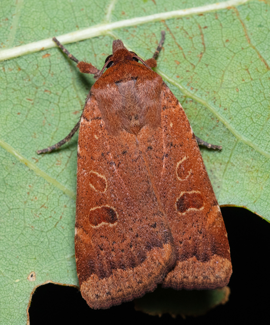 Noctua comes - kis sárgafűbagoly