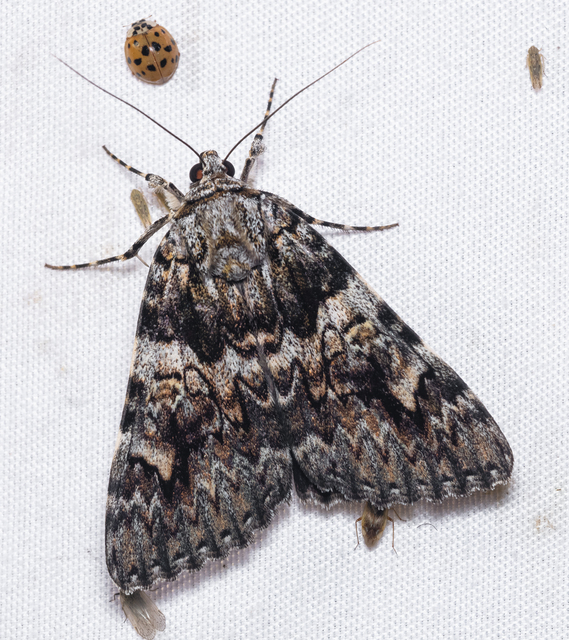 Catocala promissa - kis tölgyfa-övesbagoly