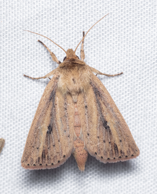 Globia sparganii - nagy nádibagoly