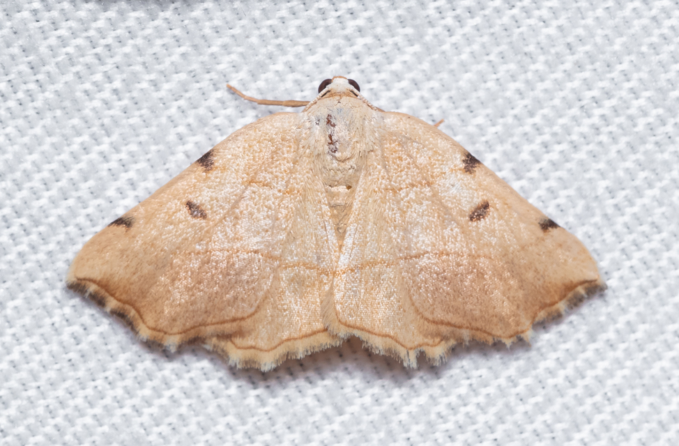 Eilicrinia trinotata - háromjegyű araszoló