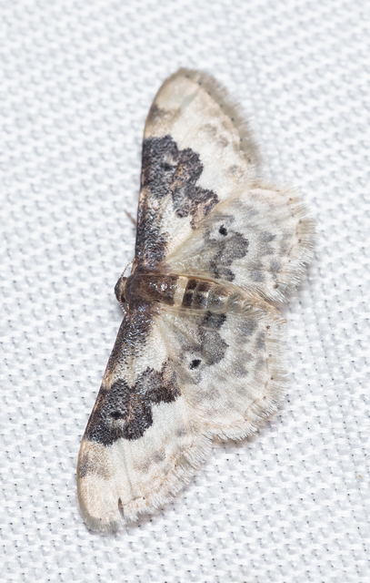 Idaea rusticata - tarka apróaraszoló