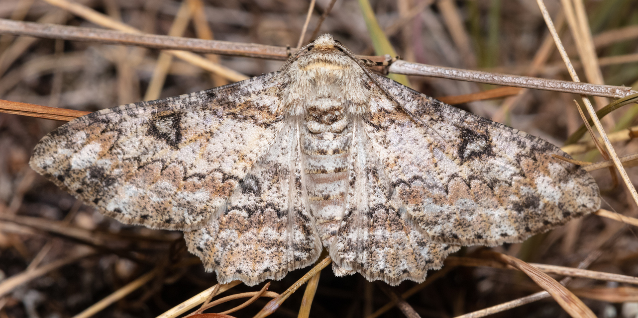 Ascotis selenaria - holdas faaraszoló
