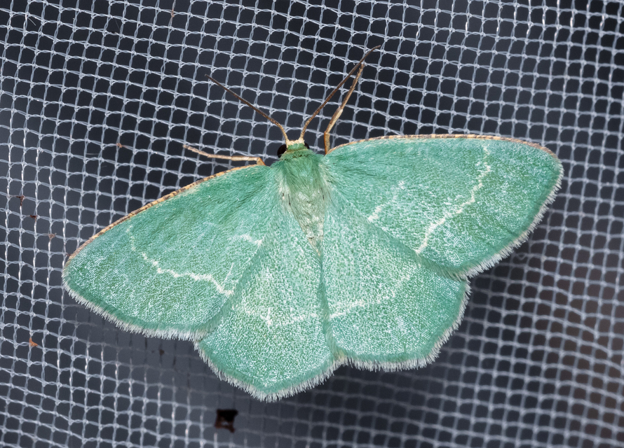 Chlorissa cloraria - sárgászöld araszoló