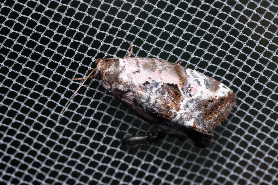 Hapalotis venustula - rózsaszínű mázasbagoly