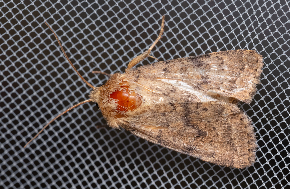 Hoplodrina octogenaria - barna selymesbagoly