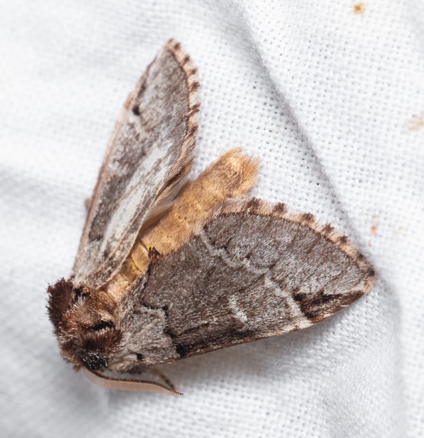 Drymonia obliterata - feketefoltos púposszövő