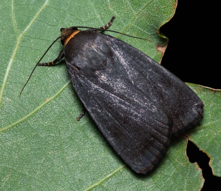 Amphipyra livida - zsírfényű bagoly